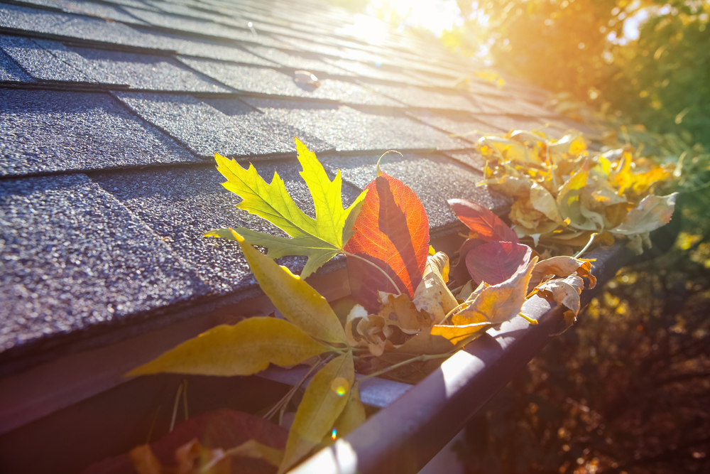 autumn leaves in gutter, roof