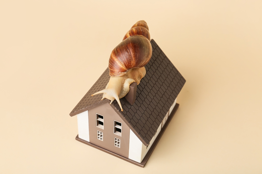 snail crawling on model house, slow real estate market