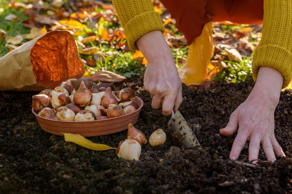 woman planting bulbs, fall gardening, garden